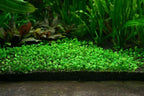 Double-Leaf Aquarium Plants Seeds | BUY 1 GET 2 FREE