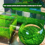 Double-Leaf Aquarium Plants Seeds | BUY 1 GET 2 FREE