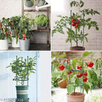 3 Layer Plant Support Cage